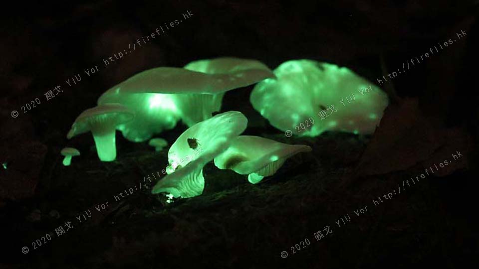 glowing_mushroom_20120512a