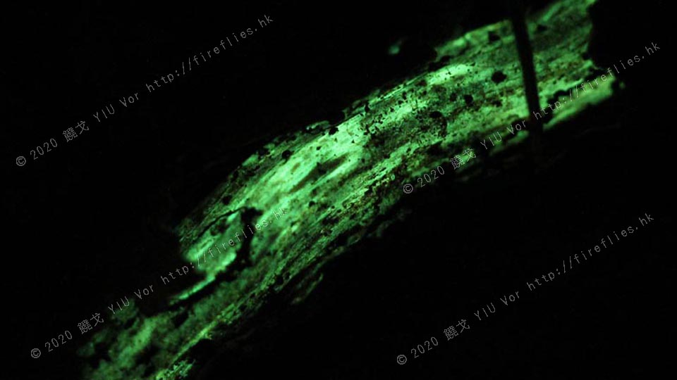 glowing_root1