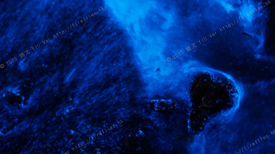 noctiluca1