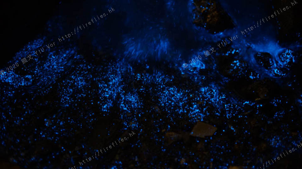 noctiluca2