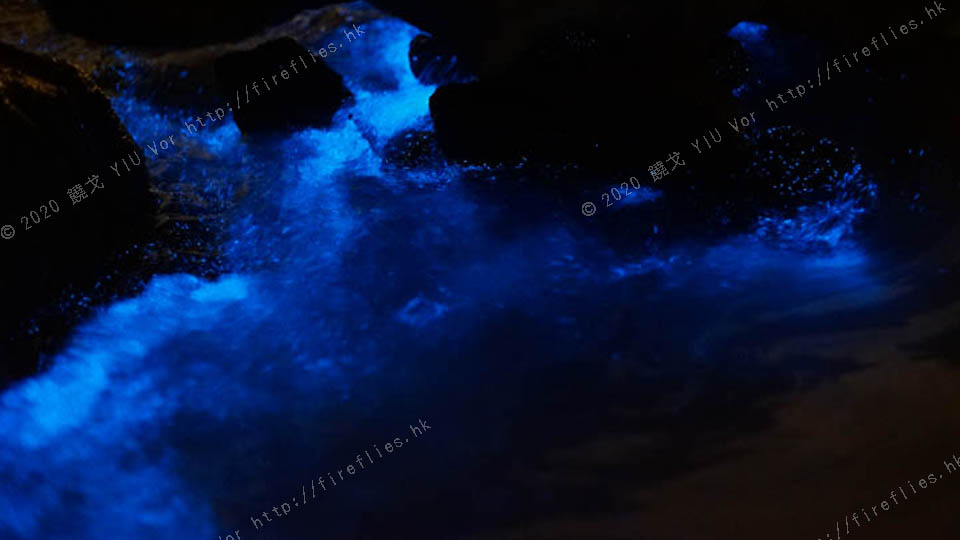 noctiluca3