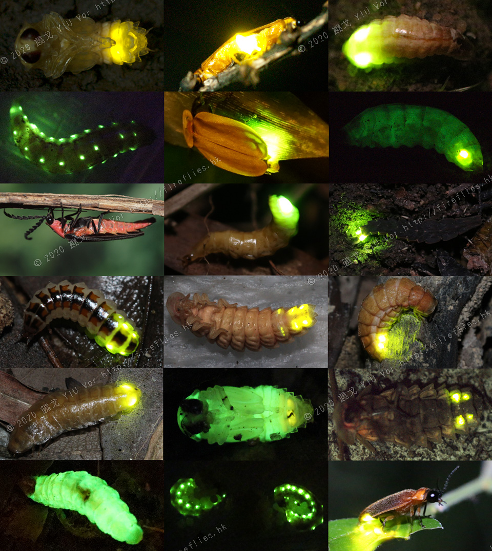 what are fireflies