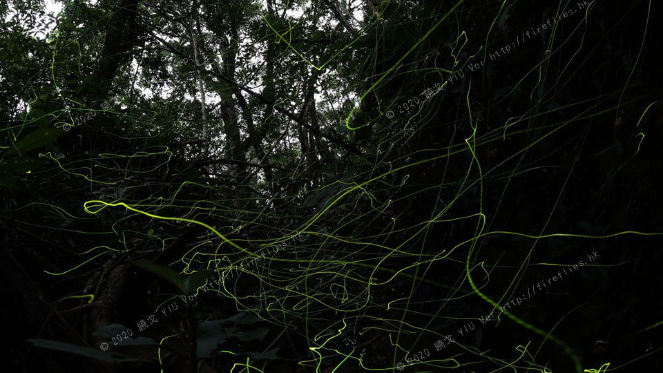 Diaphanes_tracks